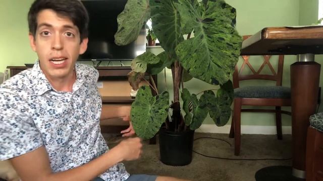 Colocasia ‘mojito’ esculenta from Sun Harbor Nursery! смотреть онлайн