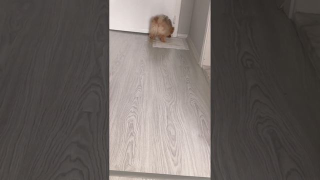 Приучаем щенка к пеленке #померанскийщпиц #щенокшпица смотреть онлайн