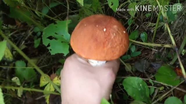 Посадил грибы на даче! Порыбачил и красноголовиков насобирал у леса на опушке. смотреть онлайн