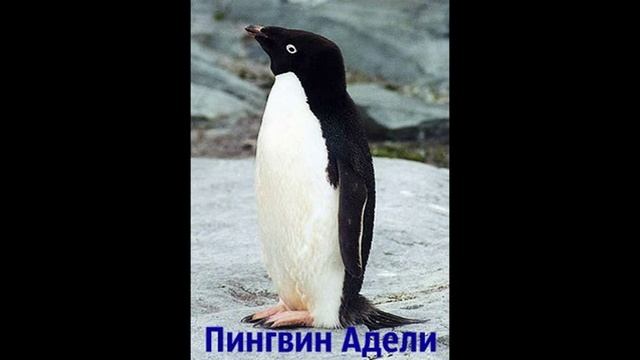 Виды пингвинов смотреть онлайн