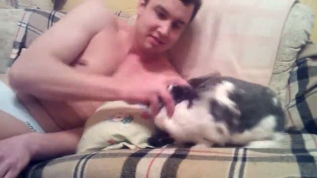 Дикий кролик атакує! Дикий кролик атакует! смотреть онлайн