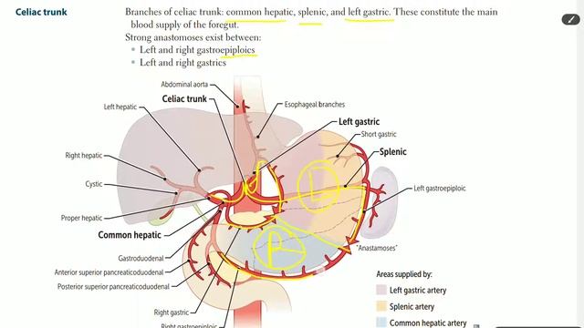 Up To Date - GIT anatomy (part 4) [stomach blood supply] смотреть онлайн