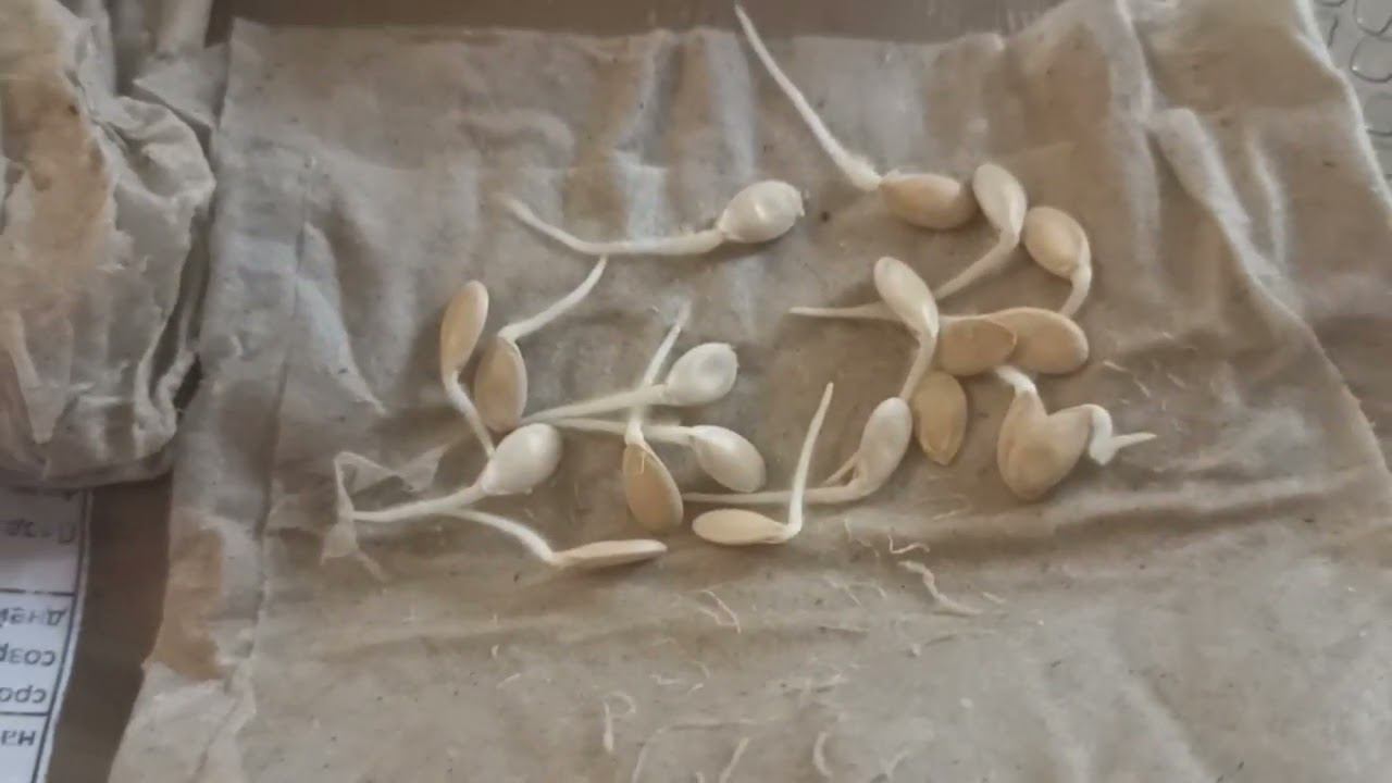 Начало прорастания семян. Дыни готовы к посадке. арбузы ещё ждём. смотреть онлайн