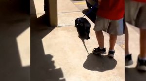 Смешные реакции животных у ветеринаров