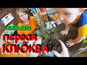 Первая КЛЮКВА! Проект САЖЕНЦЫ, часть 3.