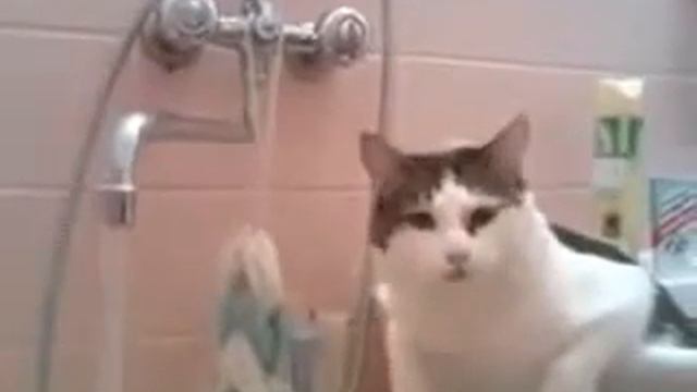 хитрый кот пьет из под крана смотреть онлайн