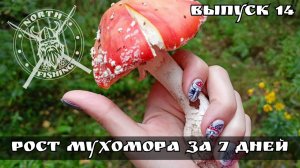 Рост гриба мухомора, за 7 дней в лесу