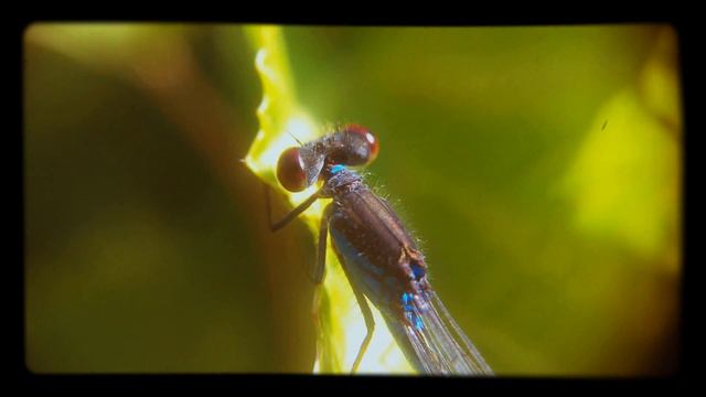 BLUE DRAGONFLY zoom 10x - СИНЯЯ СТРЕКОЗА макросъёмка видео смотреть онлайн