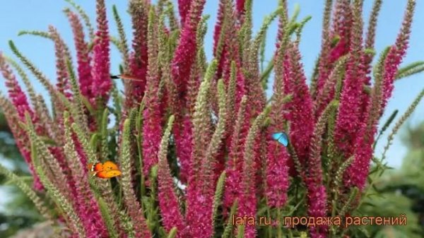 Вероника колосковая Ротфучс (veronica rotfuchs) ? обзор: как сажать, рассада вероники Ротфучс