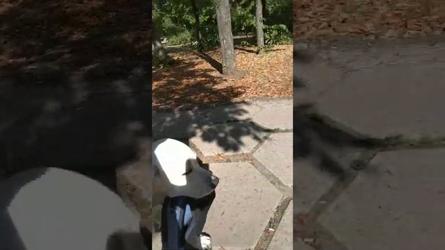 Лабрадор Алан пробует носить сумку