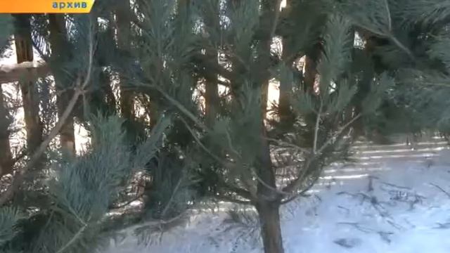 Ёлочные базары в Старом Осколе откроются 15 декабря смотреть онлайн
