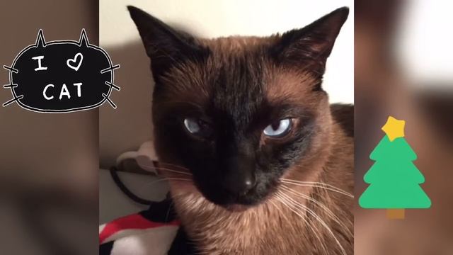 ЮМОР =^..^= С НАСТУПАЮЩИМ НОВЫМ ГОДОМ =^..^= СИАМСКИЕ КОШКИ смотреть онлайн