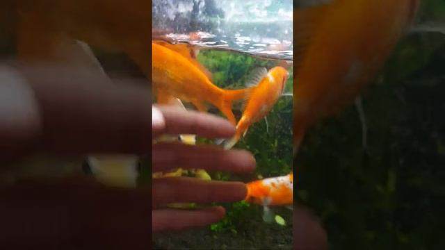 Аквариумные рыбки. Золотые Рыбки. The Best TikTok. Fish Video. Тик Ток смотреть онлайн