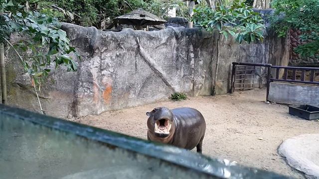 Маленький бегемотик просит кушать смотреть онлайн