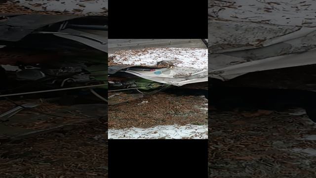 Что с моим мотороллером муравей сейчас?