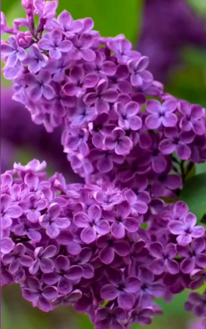 Нетрадиционная аппликация «Сирень» Метод торцевания смотреть онлайн