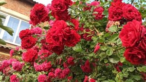 Расцвела роза Полька. Плетистые розы продолжают цвести.