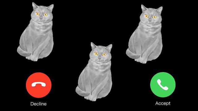 EP.153 APPLE? RINGTONE? IPHONE ?#pro #iphone #cat