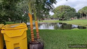 США ЧТО ВЫКИДЫВАЮТ АМЕРИКАНЦЫ. ХОЖУ ПО МУСОРКАМ.