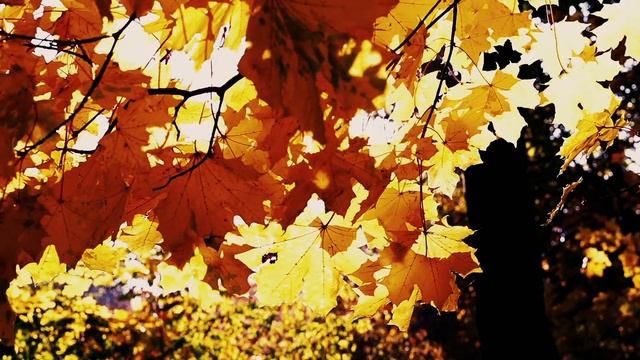 zero-project - Autumn leaves - Part 1 смотреть онлайн