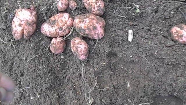 Сравниваем урожай картофель Сарпо мира и Ариэль ч-2 смотреть онлайн