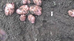 Сравниваем урожай картофель Сарпо мира и Ариэль ч-2