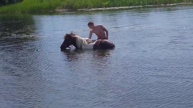 Купаем пони смотреть онлайн