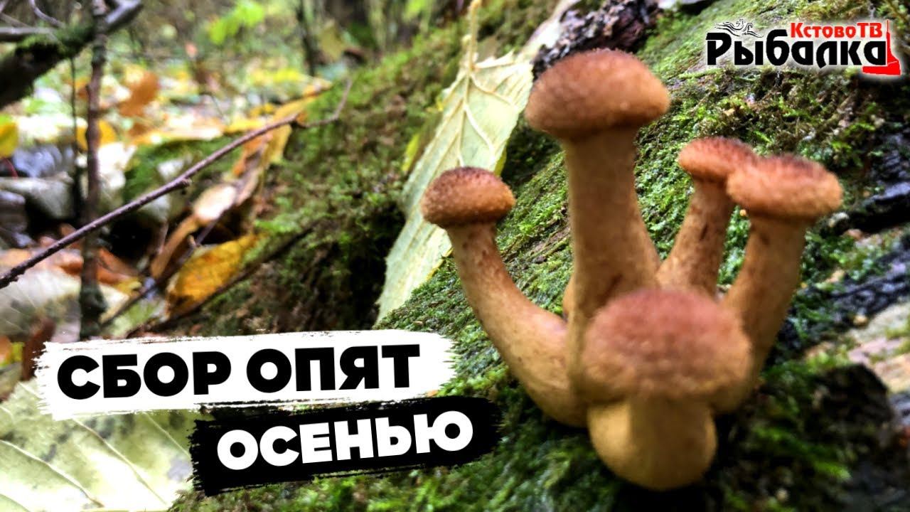 Сбор грибов ОПЯТА в Зелёном городе. смотреть онлайн