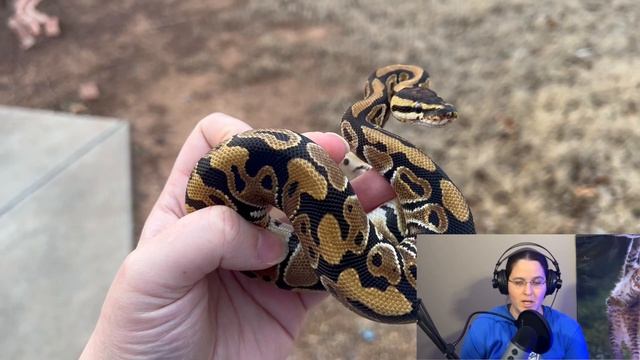 2022 Ball Python Clutch 3 Reveal - GHI Xtreme Clown x Mojave смотреть онлайн