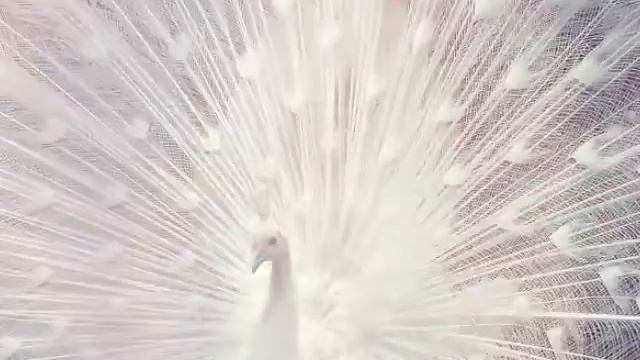 Очень красивые животные смотреть онлайн