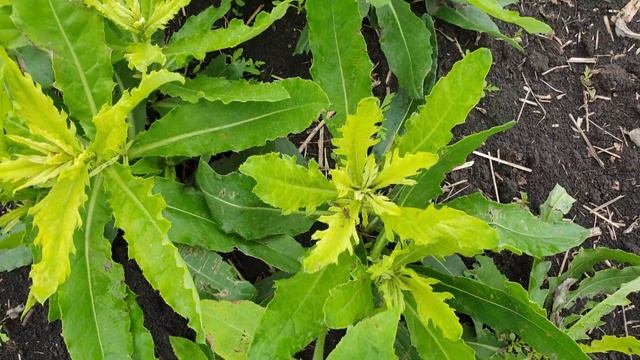 евролайтинг и осот, на подсолнечнике кто победит, день 12 й.(2020 год) смотреть онлайн