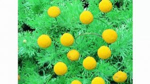 Котула  Как сделать свой газон уникальным