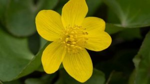 Дикорастущие растения в нашем питании. Калужница болотная.