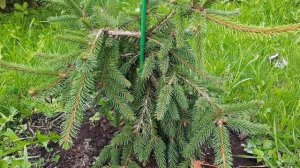 ЕЛЬ  ИНВЕРСА ( Picea abies "Inversa") - ПЛАКУЧАЯ КРАСАВИЦА!