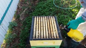 пчеловодство, лечение пчел чистотелом, обработка чистотелом