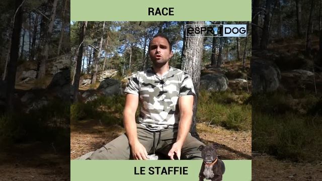 La race de chien Staffie : caractère, dressage, comportement, santé de ce chien de race смотреть онлайн