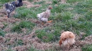 куры Виандот цыплята Виандот белое золото