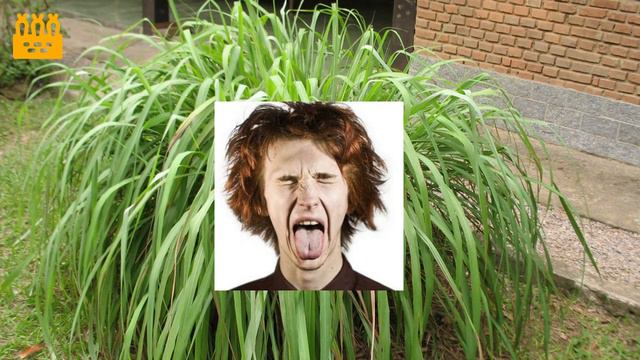 🌾🆃🅸🅿🅾🆂 🅳🅴 🅲🅸🆃🆁🅾🅽🅴🅻🅰🌾 ℂ𝕚𝕥𝕣𝕠𝕟𝕖𝕝𝕒, 𝕝𝕚𝕞𝕠𝕟𝕒𝕣𝕚𝕒, 𝕝𝕖𝕞𝕠𝕟𝕘𝕣𝕒𝕤𝕤, 𝕥𝕠𝕣𝕠𝕟𝕛𝕚𝕝, 𝕔𝕚𝕥𝕣𝕠𝕟𝕖𝕣𝕒, 𝕝𝕚𝕞𝕠𝕟𝕔𝕚𝕝𝕝𝕠, 𝕔𝕒ñ𝕒 𝕤𝕒𝕟𝕥𝕒 смотреть онлайн