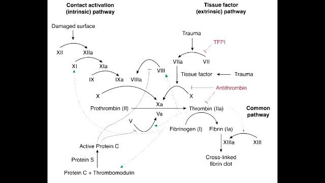 Anticoagulation - Protein C, Protein S & Plasmin