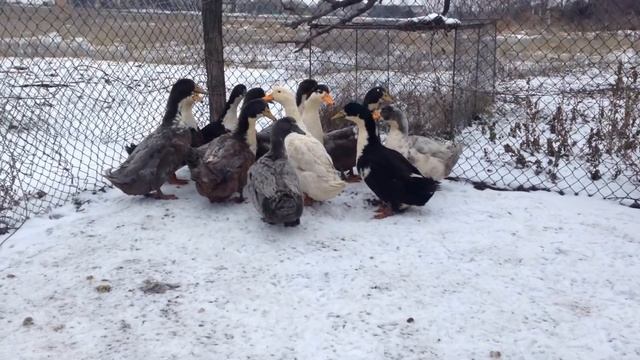 ВЫРАЩИВАНИЕ УТОК ПОРОДЫ 