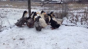 ВЫРАЩИВАНИЕ УТОК ПОРОДЫ "ГОЛУБОЙ ФАВОРИТ"