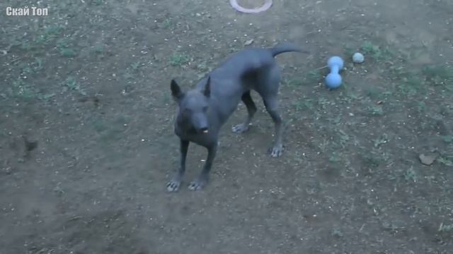 Самые некрасивые и уродливые собаки в мире! смотреть онлайн