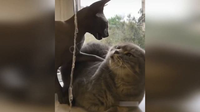 😺 Приколы с животными! 🐈 Веселые животные собаки и кошки 😺 смотреть онлайн