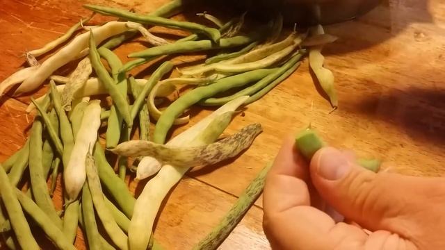 THE BEANS WE GROW - Rattlesnake Pole Beans And Dragon Tongue Bush Beans