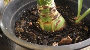 Мои подкормки гиппеаструмов от пробуждения до конца цветения