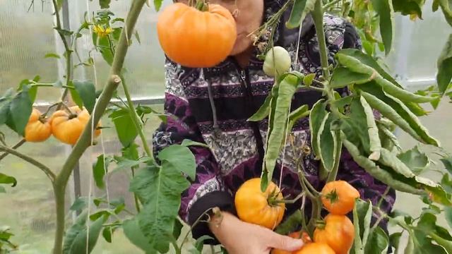 сорт томата медовый салют смотреть онлайн