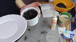 посев, гортензия черешковая из семян. 01.02.23.