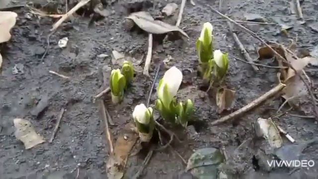 РАННЯЯ ВЕСНА В ХАРЬКОВЕ Пробуждение смотреть онлайн