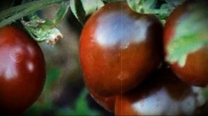 Томат сорта черный принц особенности выращивания и ухода