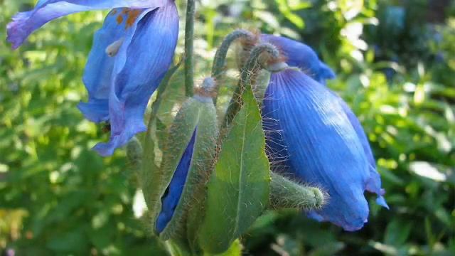«Мак гималайский (Меконопсис)» РЕЛАКС АРТ-ТЕРАПИЯ improvisation piano Victor Mikhailovich Anokhin смотреть онлайн